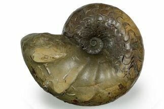 Triassic Ammonite (Ceratites nodosus) Fossil - Germany #351227