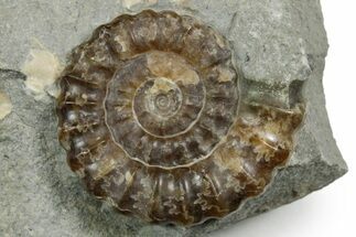 Jurassic Ammonite (Promicroceras) Fossil - Lyme Regis #351283