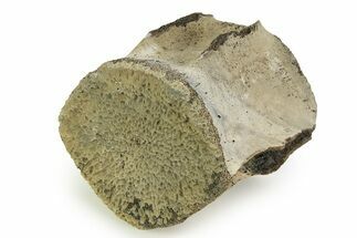 Fossil Whale Lumbar Vertebra - Yorktown Formation #351094