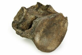 Fossil Whale Thoracic/Lumbar Vertebra - South Carolina #351102