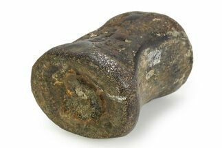 Fossil Iguanodontid Dinosaur (Mantellisaurus) Vertebra - England #351245