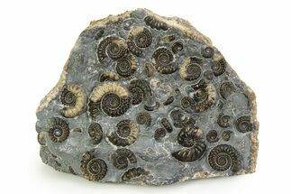 Fossil Ammonite (Promicroceras) Cluster - Marston Magna, England #351248