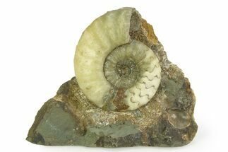 Calcite-Replaced Ammonite (Aegasteroceras) Fossil - England #351251