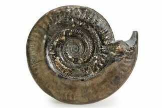 Jurassic Ammonite (Hildoceras) Fossil - England #351253
