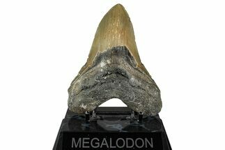Fossil Megalodon Tooth - North Carolina #350593
