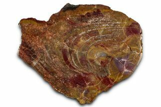 Polished Petrified Rainbow Wood (Araucarioxylon) - Arizona #350863