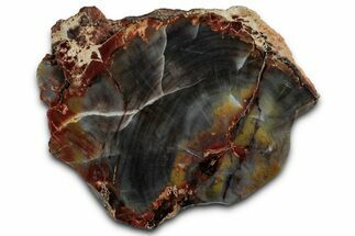 Polished Petrified Wood (Araucarioxylon) - Arizona #350866
