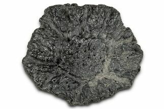 Fossil Glyptodont (Glyptotherium) Bony Armor Osteoderm - Florida #351070