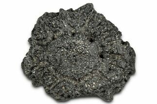 Fossil Glyptodont (Glyptotherium) Bony Armor Osteoderm - Florida #351074