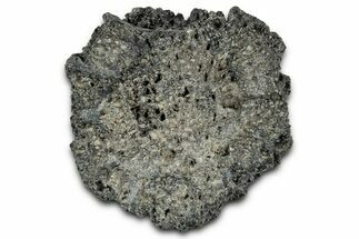 Fossil Glyptodont (Glyptotherium) Bony Armor Osteoderm - Florida #351079