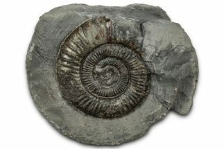 Jurassic Ammonite (Dactylioceras) Fossil - England #351295