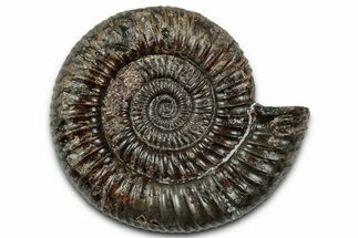 Jurassic Ammonite (Dactylioceras) Fossil - England #351302