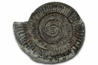 Jurassic Ammonite (Dactylioceras) Fossil - England #351304