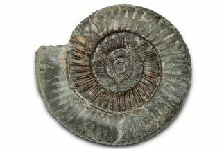 Jurassic Ammonite (Dactylioceras) Fossil - England #351306