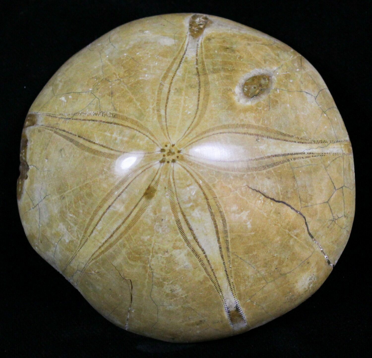 Jurassic Aged Fossil Sand Dollar Mepygurus Madagascar 18819 For 