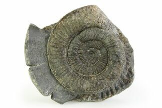 Jurassic Ammonite (Dactylioceras) Fossil - England #351308
