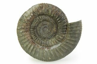 Jurassic Ammonite (Dactylioceras) Fossil - England #351311