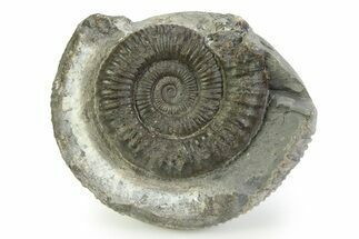 Jurassic Ammonite (Dactylioceras) Fossil - England #351312