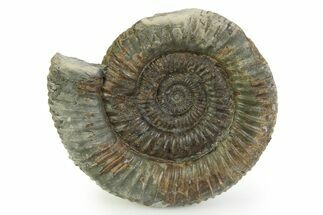Jurassic Ammonite (Dactylioceras) Fossil - England #351314