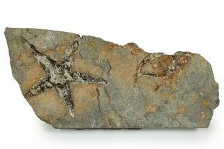 Ordovician Starfish (Petraster?) Fossil - Morocco #350561
