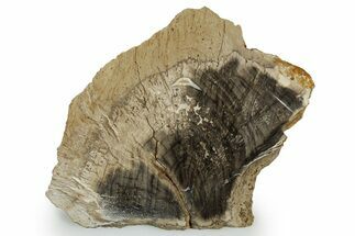 Devonian Petrified Wood From Oklahoma - Oldest True Wood #351338