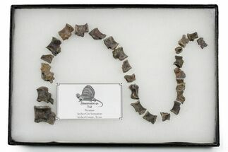 Triassic Fossil Synapsid (Dimetrodon) Tail - Texas #351339