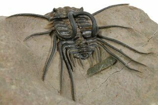 Fantastic, Spiny Dicranurus Trilobite - Lghaft, Morocco #350538