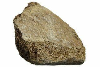 Fossil Tyrannosaur (T rex) Vertebra Section - Wyoming #350451