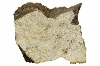 Fossil Tyrannosaur (T rex) Vertebra Section - Wyoming #350468