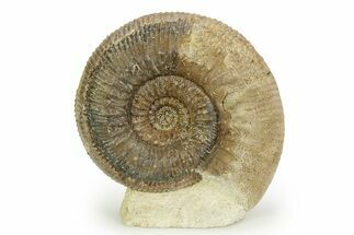 Jurassic Ammonite (Stephanoceras) Fossil - England #351343