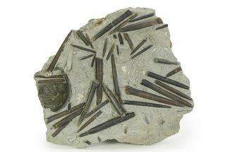 Jurassic Belemnite Rostrum Mortality Plate - Germany #351349