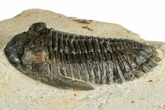 Bargain, Hollardops Trilobite Fossil - Ofaten, Morocco #351261