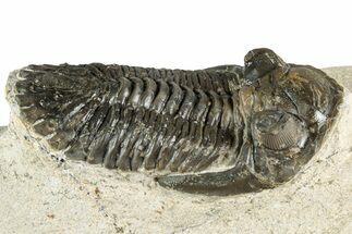 Detailed Hollardops Trilobite Fossil - Ofaten, Morocco #351265