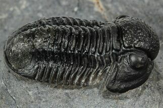 Detailed Gerastos Trilobite Fossil - Morocco #351272