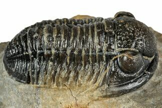 Detailed Gerastos Trilobite Fossil - Morocco #351274