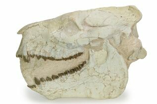 Premium Specimens For Sale