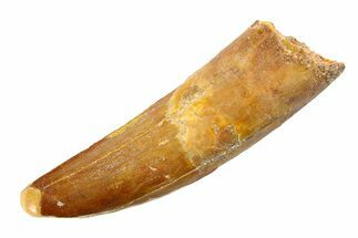 Fossil Spinosaurus Tooth - Feeding Worn Tip #351548
