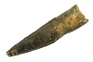 Fossil Spinosaurus Tooth - Real Dinosaur Tooth #351555