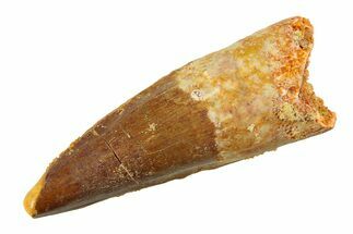 Fossil Spinosaurus Tooth - Real Dinosaur Tooth #351564