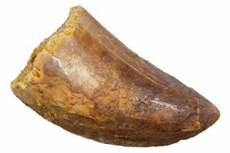 Serrated, Carcharodontosaurus Tooth - Real Dinosaur Tooth #351605