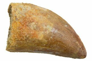 Serrated, Carcharodontosaurus Tooth - Real Dinosaur Tooth #351615