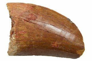 Serrated, Carcharodontosaurus Tooth - Feeding Worn Tip #351627