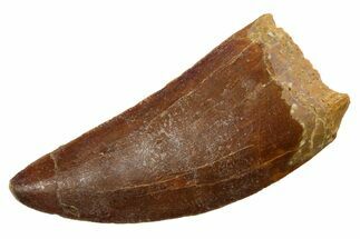 Serrated, Carcharodontosaurus Tooth - Real Dinosaur Tooth #351631