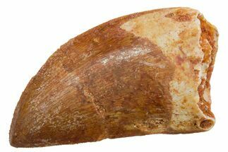 Serrated, Carcharodontosaurus Tooth - Real Dinosaur Tooth #351652