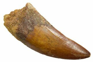 Serrated, Carcharodontosaurus Tooth - Real Dinosaur Tooth #351657