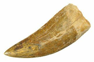 Serrated, Carcharodontosaurus Tooth - Restored Tip #351723