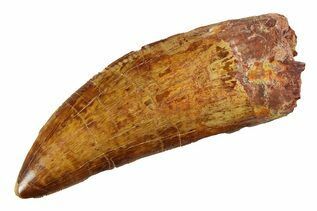 Dinosaur Teeth For Sale