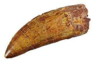 Serrated Carcharodontosaurus Tooth - Huge Dinosaur Tooth #351736