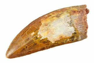 Serrated Carcharodontosaurus Tooth - Huge Dinosaur Tooth #351738