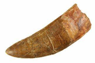 Serrated Carcharodontosaurus Tooth - Giant Dinosaur Tooth #351740